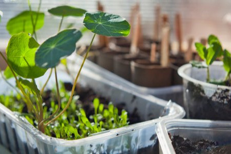 How to Make an Indoor Greenhouse 