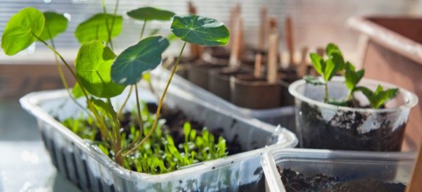 How to Make an Indoor Greenhouse 