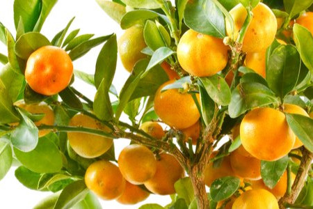 How to Grow an Indoor Citrus Tree 