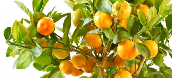 How to Grow an Indoor Citrus Tree 