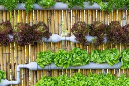 6 Reasons to Grow Vertical