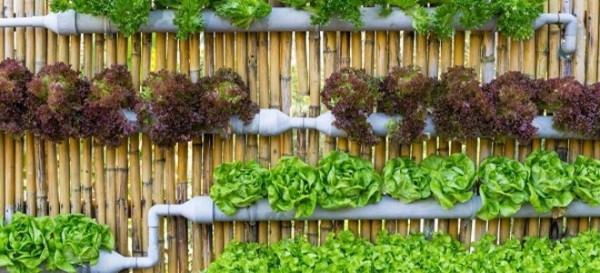 6 Reasons to Grow Vertical
