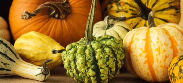 29 Pumpkin Varieties