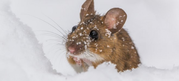 7 Mouse Control Tips 