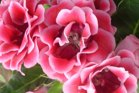 8 Indoor Plants with Beautiful Flowers 