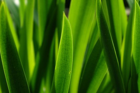 6 Lazy Lawncare Tips 