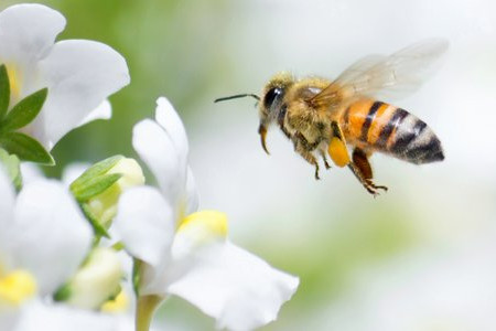 How to Get Rid of Bees 