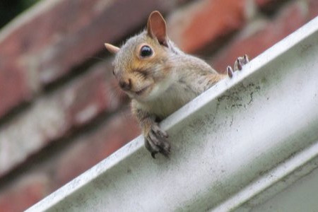 Oh No, There’s a Rodent Season? Here’s How to Handle It 