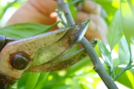 The Proper Way to Prune