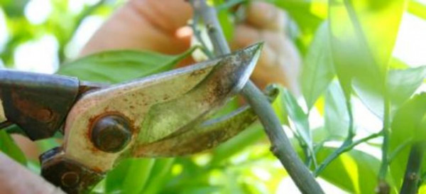 The Proper Way to Prune
