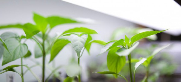 7 of the Best Grow Lights for Indoor Plants 