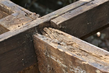 Dry Rot Treatment Tips 