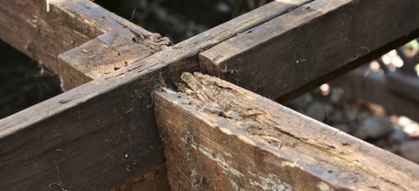 Dry Rot Treatment Tips 