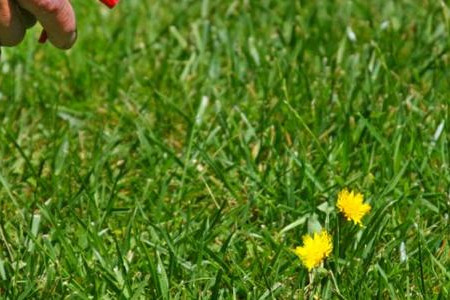 5 Weed Killers that Won't Harm Plants