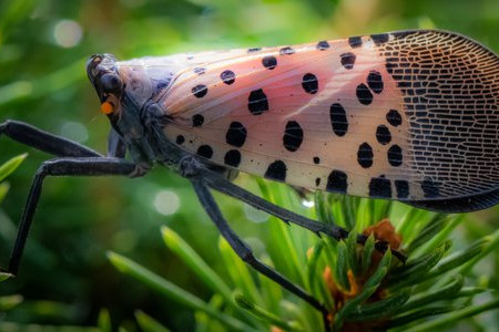 10 New Invasive Species to Watch Out For 