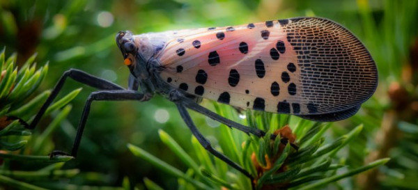 10 New Invasive Species to Watch Out For 